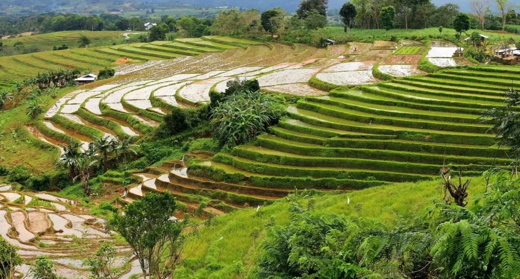 A scenic view of terraced rice fields with lush greenery and water-filled paddies.